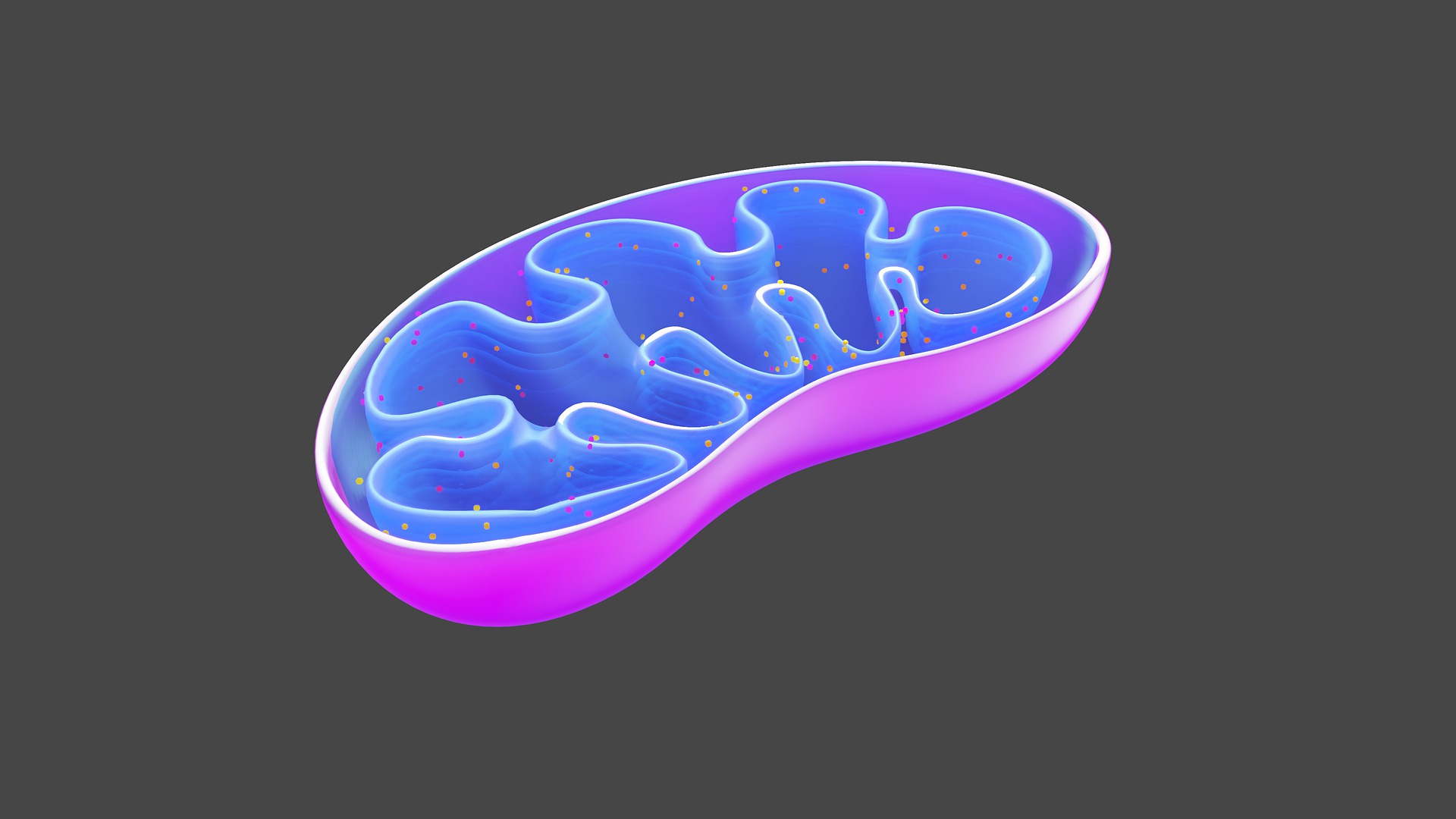 So wichtig sind fitte Mitochondrien