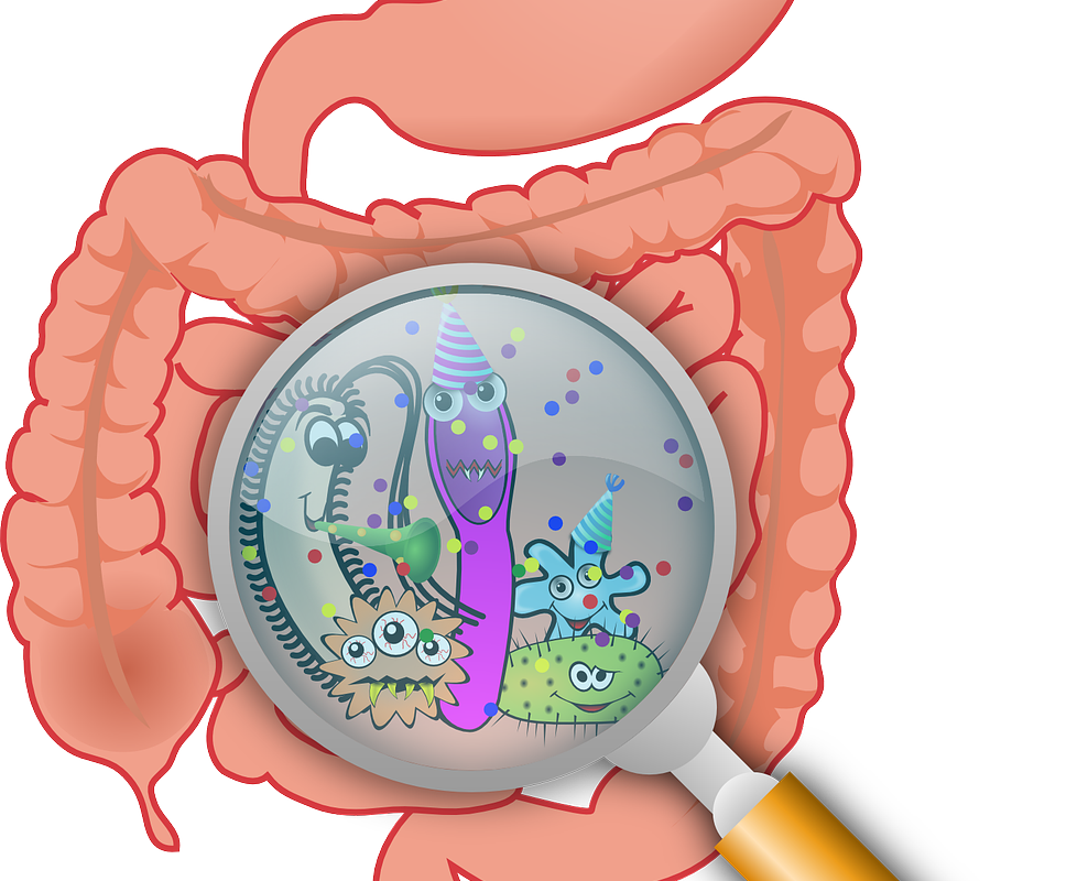 Das Darm-Mikrobiom ist eine bunte Gesellschaft