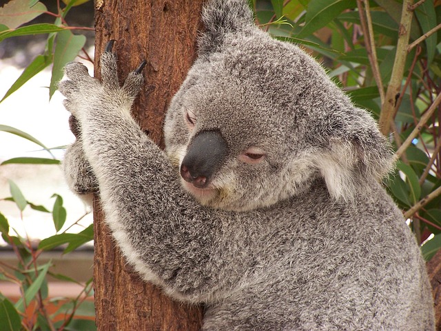 Im MIkrobiom der Koalas sind echte Spezialisten am Werk