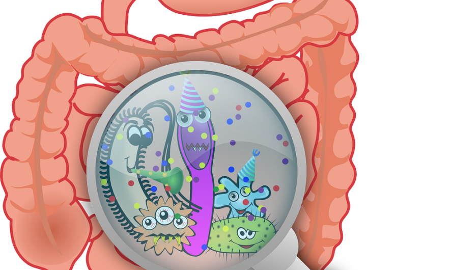 Unser Darm-Mikrobiom: Drei Pfund Bakterien