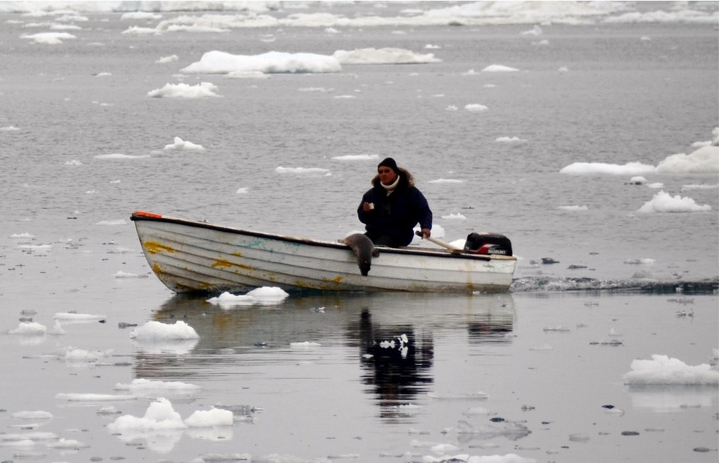 Das Darm-Mikrobiom der Inuit ist etwas ganz Besonderes