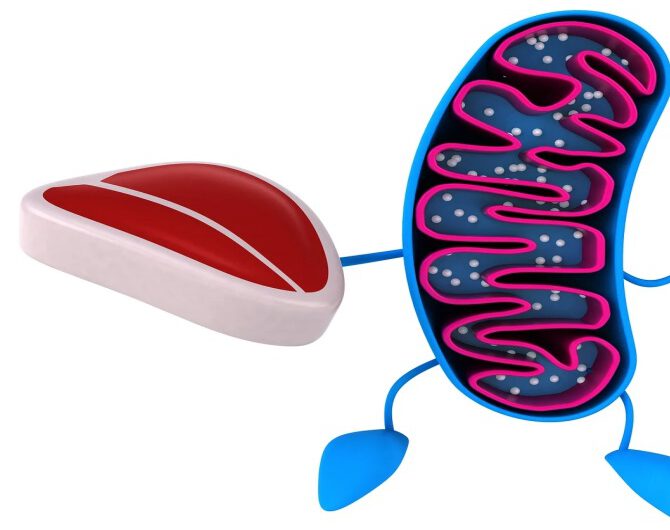 Mitochondrien stärken durch mitotrope Substanzen