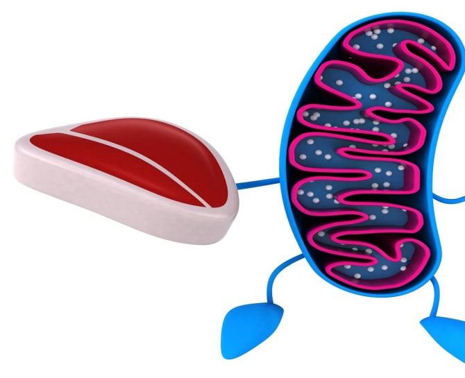 Mitotrope Substanzen optimieren die Funktion der Mitochondrien