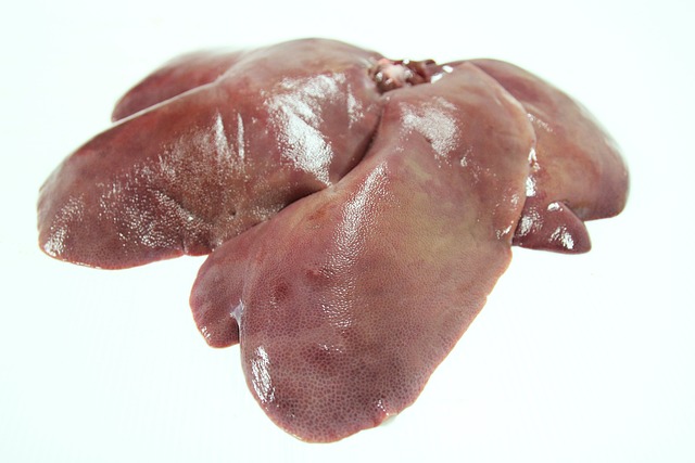 Gallensäuren können nur in der Leber produziert werden