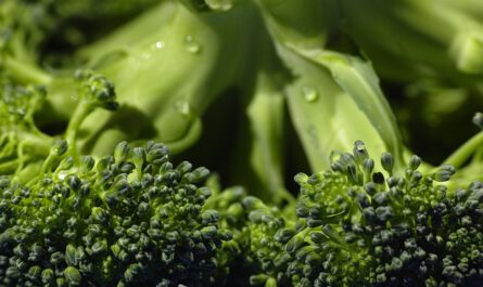 Bestimmte Darmbakterien können aus Broccoli Sulforaphan freisetzen